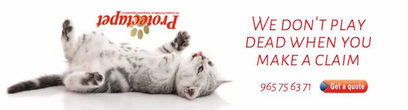 Protectapet making a claim with pet insurance in spain