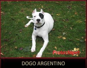 White Dogo Argentine Dog with back eye patch lying down on grass