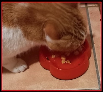 Cat trying out the the homemade Halloween Pumpkin Tuna treats from Protectapet.