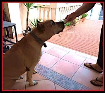 Dog tasting homemade Pumpkin Oat treats for Halloween with Protecapet Pet Healthcare Plans.