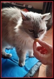 Grey fluffy cat tasting homemade Pumpkin and Tuna treats made by Protectapet for Halloween.