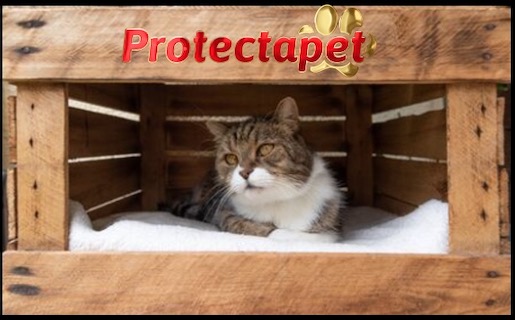 Cat in a box with Blankets, a den for Halloween so cats can feel safe. By Protectapet Pet Healthcare Plans.