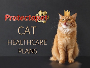 Protectapets Cat and Kitten healthcare plans