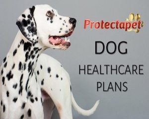 Protectapet Dog Health Care Plans