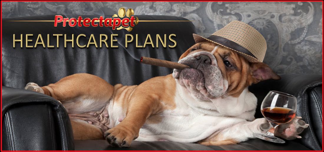 The Best healthcare plans for puppies and Dogs delivered online by Protectapet