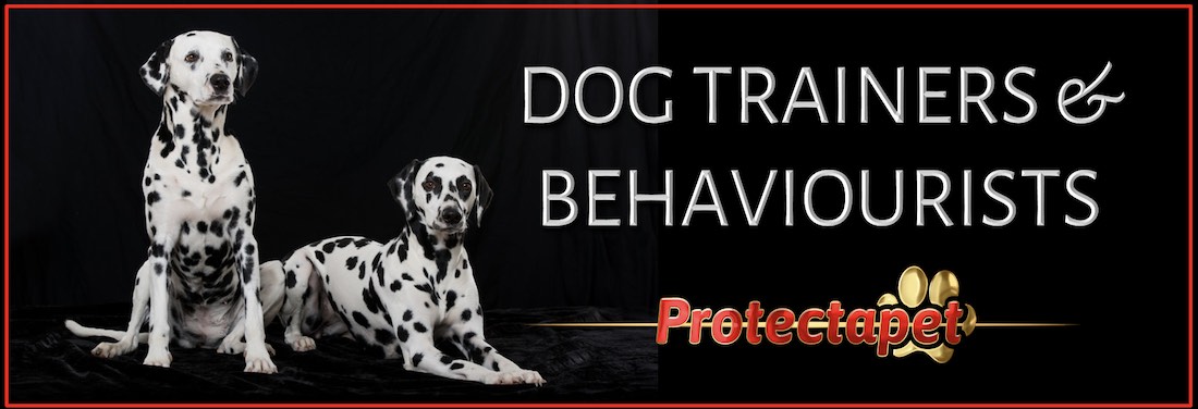 Two Dalmatian dogs promoting Protectapet’s Search, advertise, and promotion of Dog trainers and dog behaviourists in Spain on their free directory.