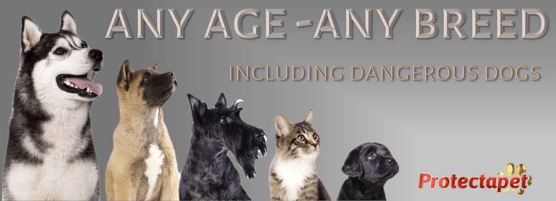 From young kittens to aged dogs, any age, any breed covered by Protectapet.