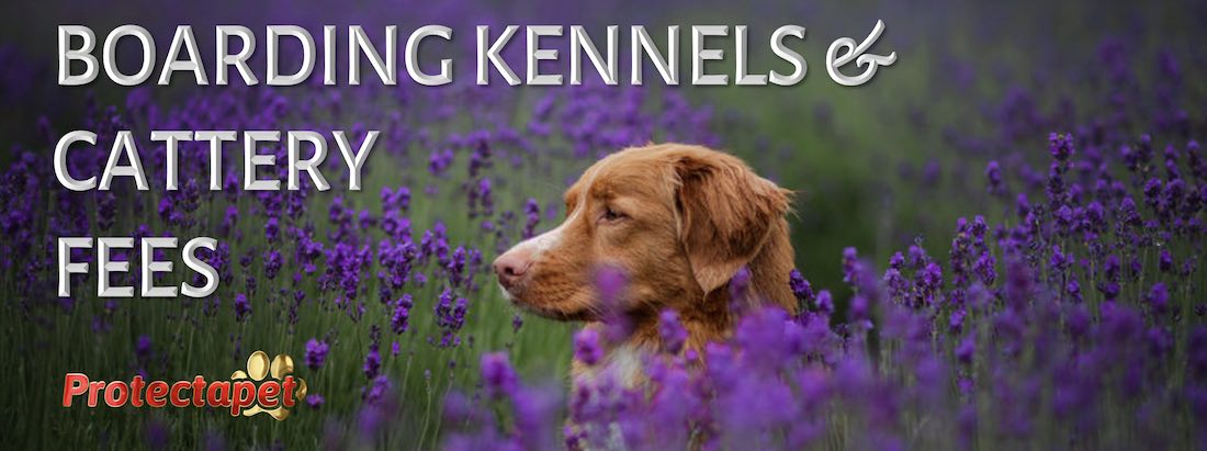 Brown Labrador in a field of lavender with information on boarding kennel and cattery fees in Spain