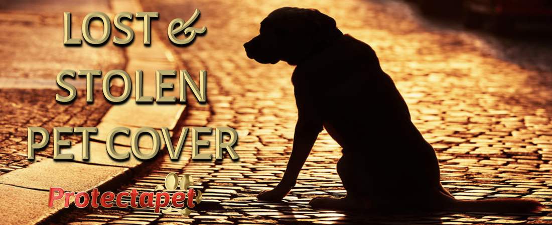 A black dog on a golden road for lost and stolen pet cover by Protectapet pet healthcare plans