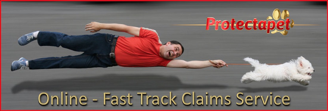 Man being pulled very fast by a small dog for the fast track online claims service by Protectapet