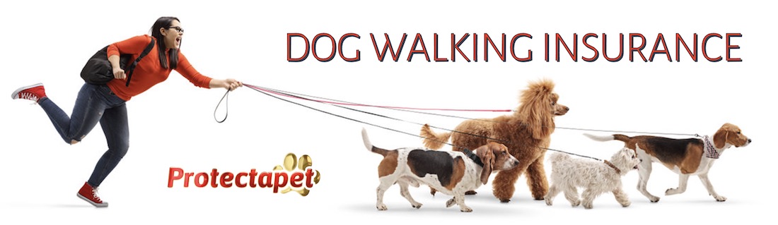 A man being pulled along by a group of dogs on a lead promoting dog walking insurance by Protectapet